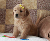 Golden Retriever For Sale Sugarcreek, OH Male- sonny