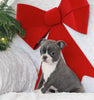 AKC Registered Boston Terrier For Sale Warsaw, OH Female- Eleanor