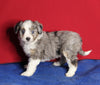 Mini Aussiedoodle For Sale Millersburg OH Female-Daisy