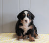 AKC Registered Bernese Mountain Dog For Sale Millersburg, OH Male- Rambo