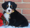 AKC Registered Bernese Mountain Dog For Sale Sugarcreek OH Female-Willow