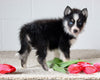 Pomsky For Sale Holmesville OH Female-Izzy
