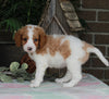 Medium F1BB Goldendoodle For Sale Millersburg OH Female-Dassie