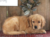AKC Registered Golden Retriever For Sale Sugarcreek OH Male-Harley