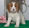 F1B Medium Labradoodle For Sale Millersburg, OH Female- Chloe