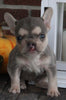 AKC Registered French Bulldog For Sale Wooster OH Female-Coco