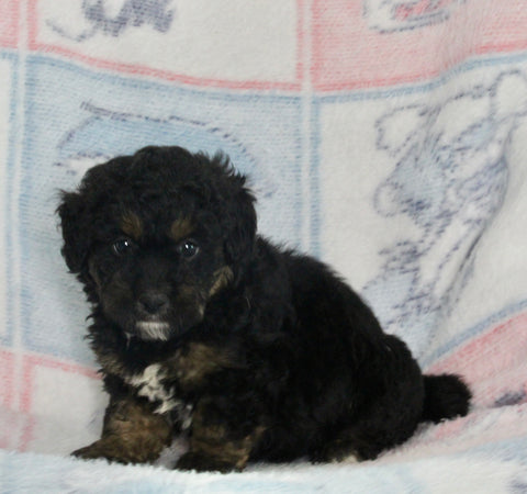 Mini Bernedoodle For Sale Millersburg OH Male-Gabe
