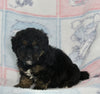 Mini Bernedoodle For Sale Millersburg OH Male-Gabe