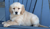 AKC Registered Golden Retriever For Sale Millersburg OH Male-Sarge