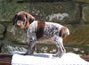 AKC Registered German Shorthaired Pointer For Sale Fredericksburg OH Male-Gunner