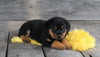 AKC Registered Rottweiler For Sale Applecreek OH Male-Brock