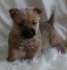 AKC Registered Cairn Terrier For Sale Millersburg OH Female-Tara