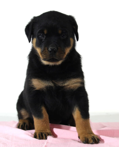 AKC Registered Rottweiler For Sale Wooster OH Female-Bailey