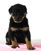 AKC Registered Rottweiler For Sale Wooster OH Female-Bailey