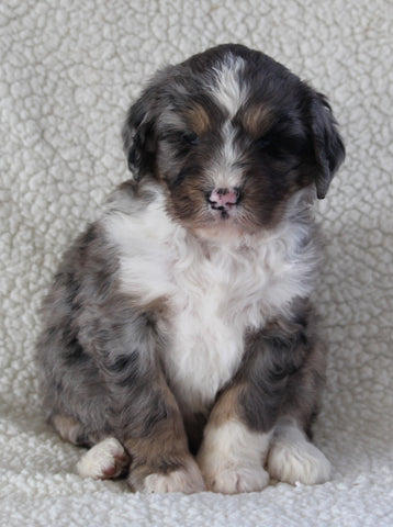 Bernedoodle For Sale Dundee OH Female-Holly
