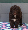 AKC Registered Portuguese Water Dog For Sale Fredricksburg OH Male-Edger