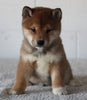 AKC Registered Shiba Inu For Sale Millersburg OH Male-Bradley