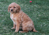 F1B Medium Labradoodle For Sale Millersburg, OH Female- Charlotte