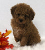 Cavapoo For Sale Holmesville OH Female-Coco