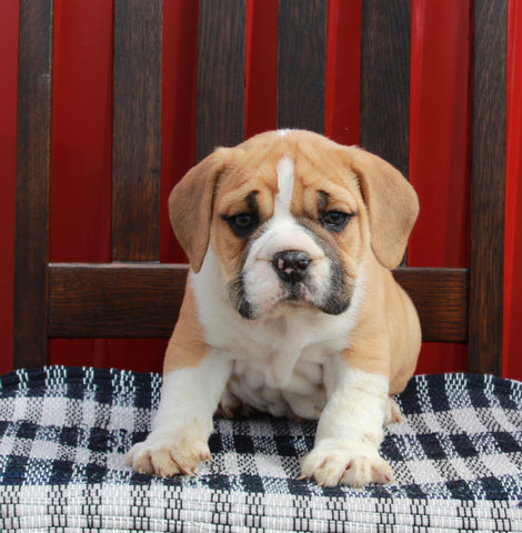 Beabull For Sale Wooster OH Male-Remy