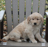 AKC Registered Golden Retriever For Sale Fredericksburg OH Male-Linus