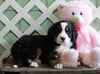 AKC Registered Bernese Mountain Dog For Sale Millersburg, OH Female- Lilli