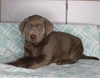 AKC Registered Silver Labrador Retreiver For Sale Sugarcreek OH Female-Molly