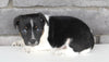 Jack Russel For Sale Millersburg OH Male-Shane