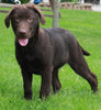 AKC Registered Labrador Retriever For Sale Sugarcreek OH Male-Ted