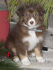 Australian Shepherd For Sale Shreve OH Female-Pumpkin Latte