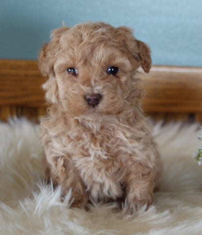 Mini Poodle For Sale Millersburg OH Female-Maggie