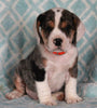 Beabull For Sale Navarre OH Male-Smokie