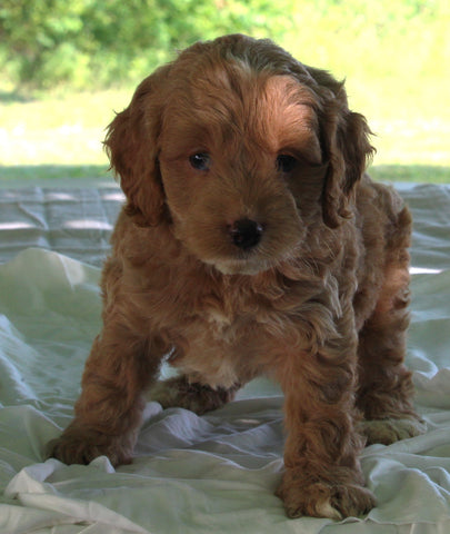 Cockapoo For Sale Dundee OH Male Buster
