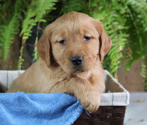 AKC Registered Golden Retriever For Sale Shreve OH Female-Nellie