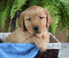 AKC Registered Golden Retriever For Sale Shreve OH Female-Nellie
