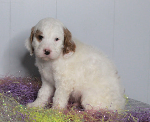 F1B Labradoodle For Sale Millersburg, OH Male- Buster