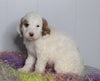 F1B Labradoodle For Sale Millersburg, OH Male- Buster