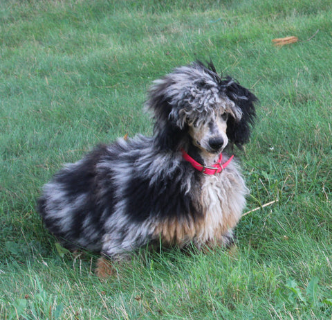 F1BB Goldendoodle For Sale Sugarcreek OH Female- Queenie