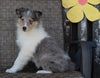 Collie Lassie For Sale Fredericksburg OH Female-Rita