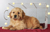 AKC Registered Golden Retriever For Sale Holmesville, OH Male- Timmy