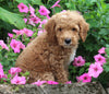 F1BB Mini Labradoodle For Sale Millersburg OH Female- Eliza