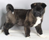 AKC Registered Akita For Sale Millersburg OH Male-Zeus
