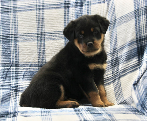 AKC Registered Rottweiler For Sale Shreve OH Male-Tucker