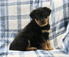 AKC Registered Rottweiler For Sale Shreve OH Male-Tucker