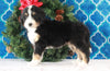 Bernedoodle (Standard) For Sale Sugarcreek, OH Female- Daisy