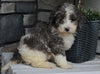 AKC Registered Moyen Poodle For Sale Wooster OH Male-Asher