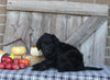 F1B Medium Labradoodle For Sale Millersburg OH Female-Fiona