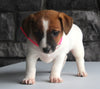 Jack Russel For Sale Millersburg OH Female-Ashley
