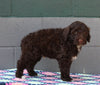 AKC Registered Portuguese Water Dog For Sale Fredricksburg OH Male-Edger
