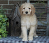 Medium F1BB Goldendoodle For Sale Millersburg OH Male-Drew